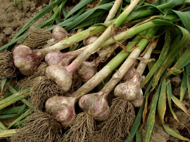 How Does Garlic Grow?